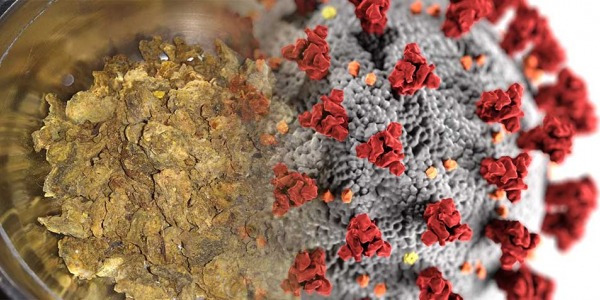 Propolis w walce z Covid 19 – najnowsze badania