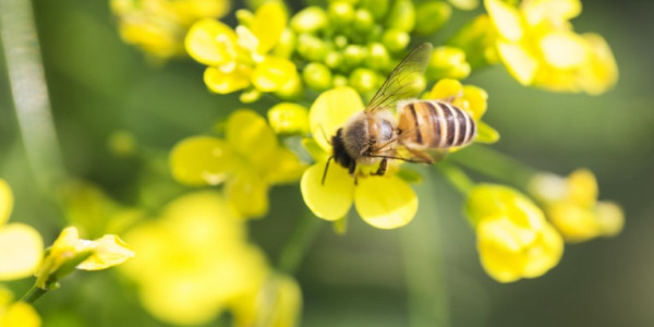 Chemiczne środki ochrony roślin a bezpieczeństwo pszczół